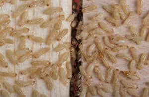 termites