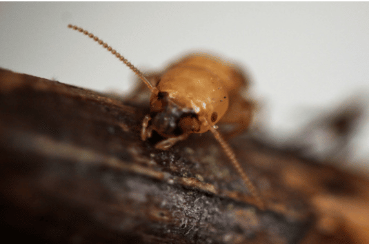 Loi termite : que prévoit-elle ?